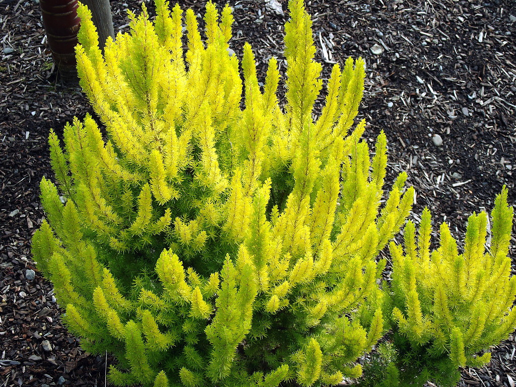 Erica arborea 'Albert's Gold'